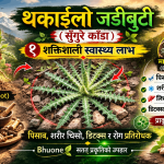 Thakailo Herb Nepal: 9 Powerful Health Benefits of Sungure Kaandaa You Must Know