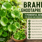 Brahmi Ghodtapre Herb: 7 Powerful Benefits for Brain and Memory Boost
