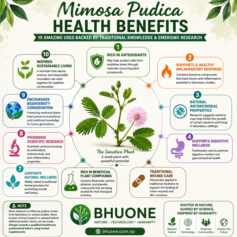 Mimosa Pudica Health Benefits infographic showing 10 potential health benefits, traditional uses, scientific research, and safety information about the sensitive plant.