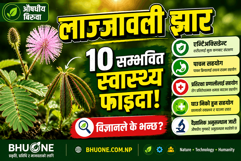 Mimosa Pudica Health Benefits – Healthy Mimosa pudica (Sensitive Plant) with folded leaves and pink flowers growing naturally in Nepal.